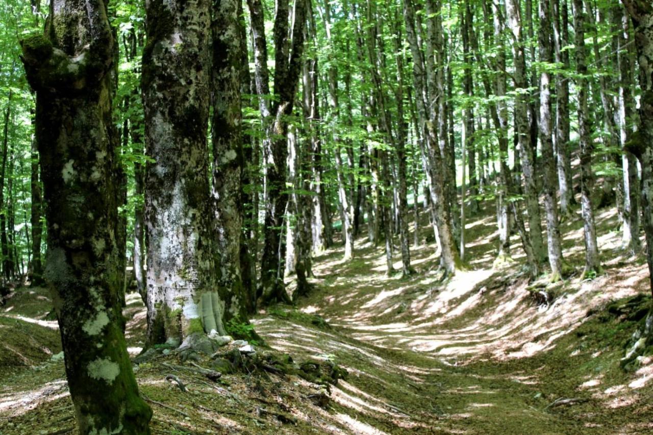 Casetta Nel Borgo Olevano Romano Buitenkant foto