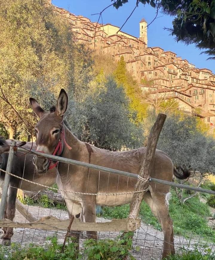 Casetta Nel Borgo Olevano Romano Buitenkant foto